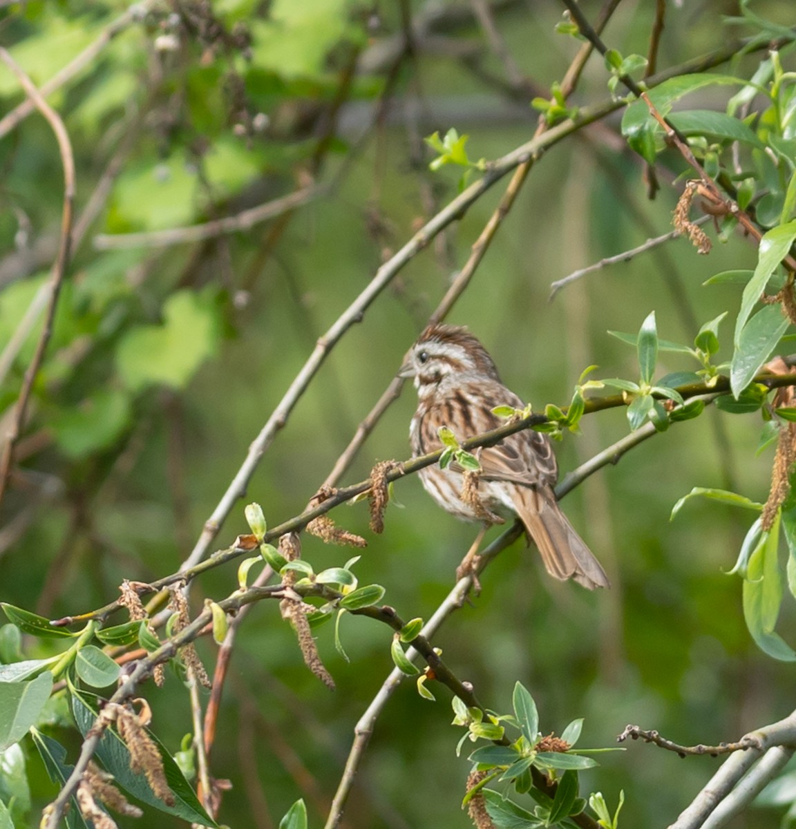 Song Sparrow - Hin Ki  & Queenie  Pong