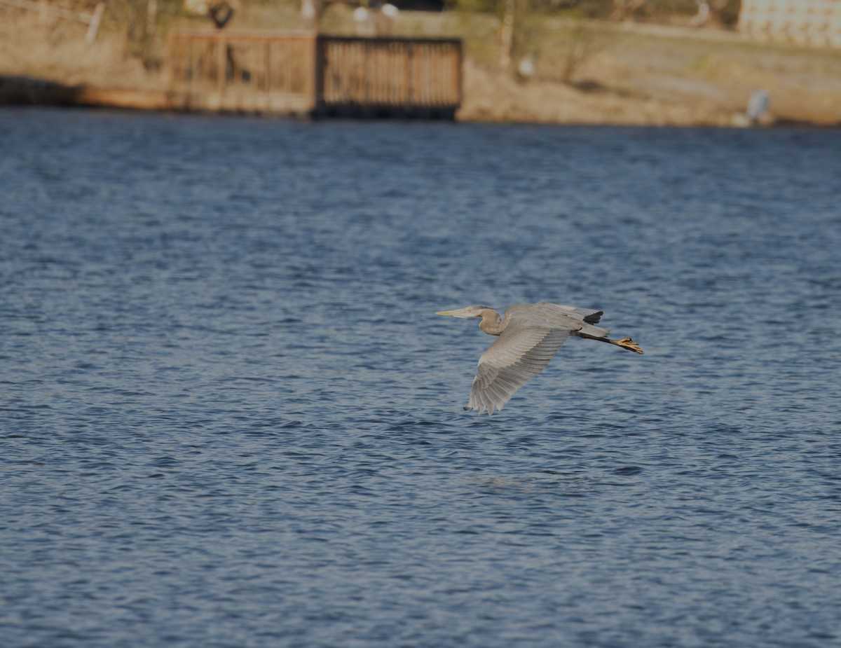 Great Blue Heron (Great Blue) - tony thacker