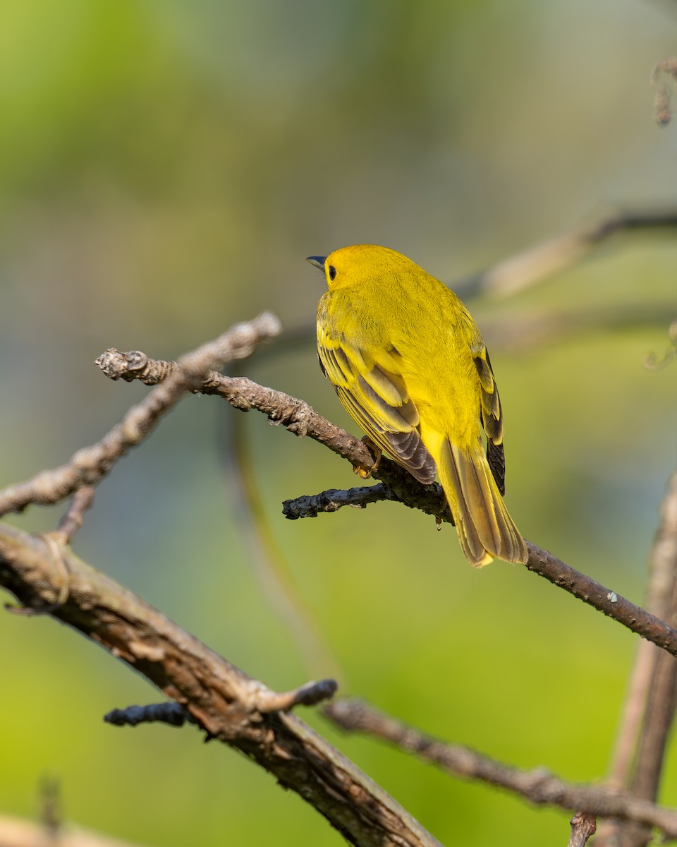Yellow Warbler (Northern) - David Howe & Rosanne Dawson