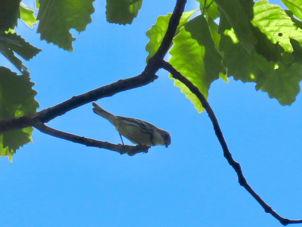 Cerulean Warbler - Nancy Barnhart