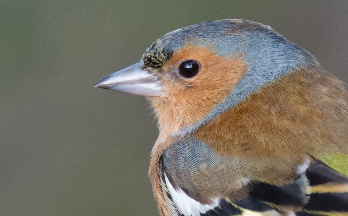 Common Chaffinch - George Dunbar