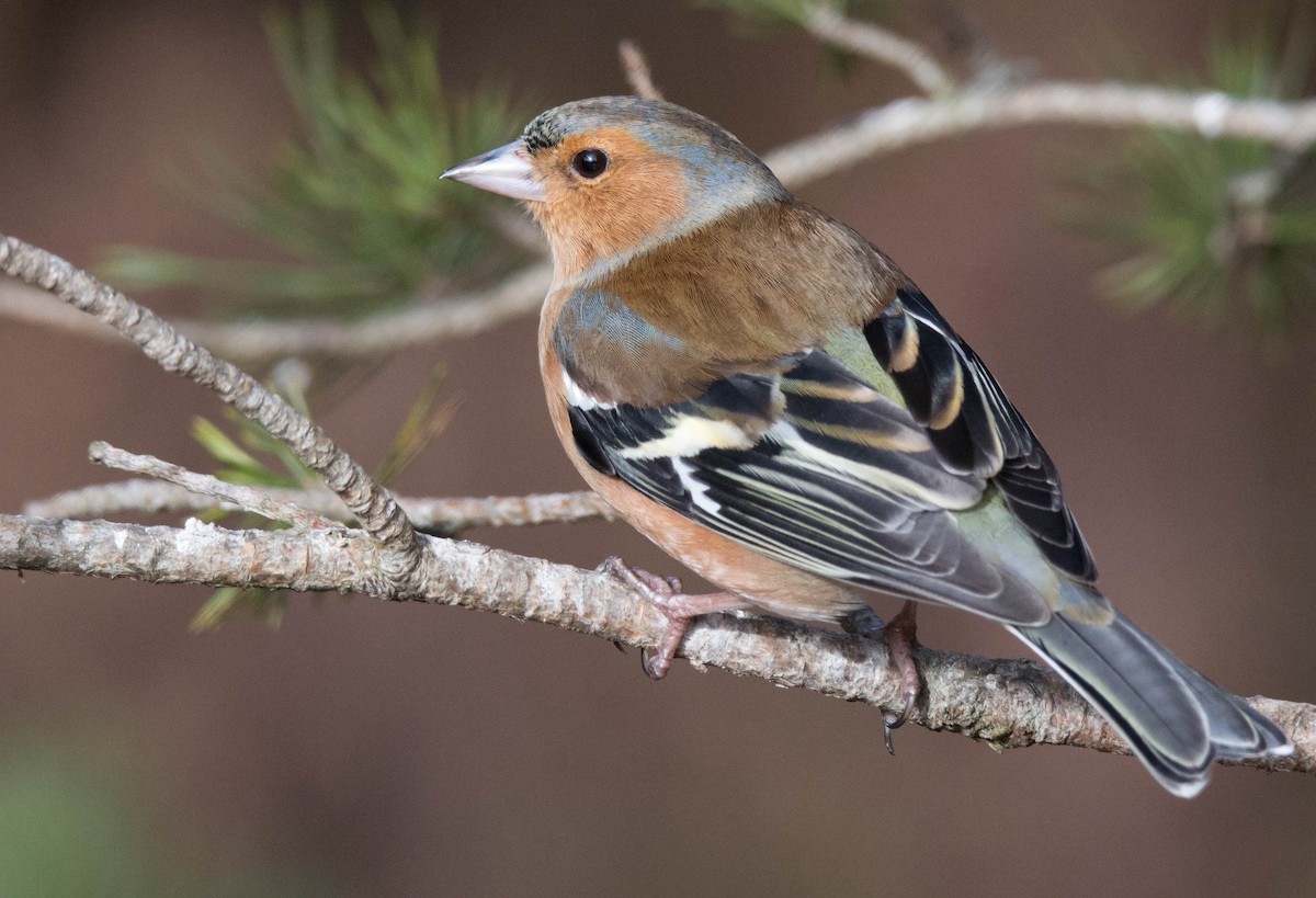 Common Chaffinch - George Dunbar