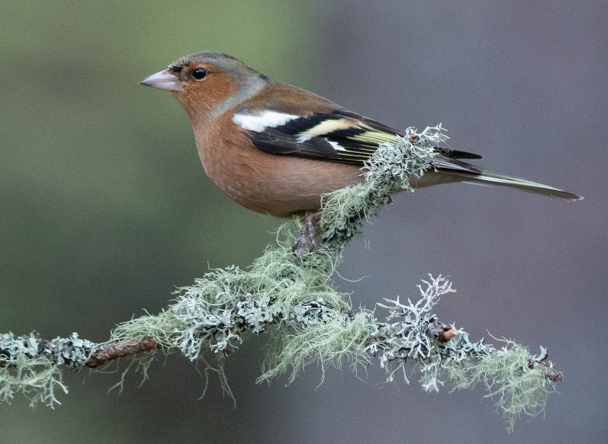 Common Chaffinch - George Dunbar