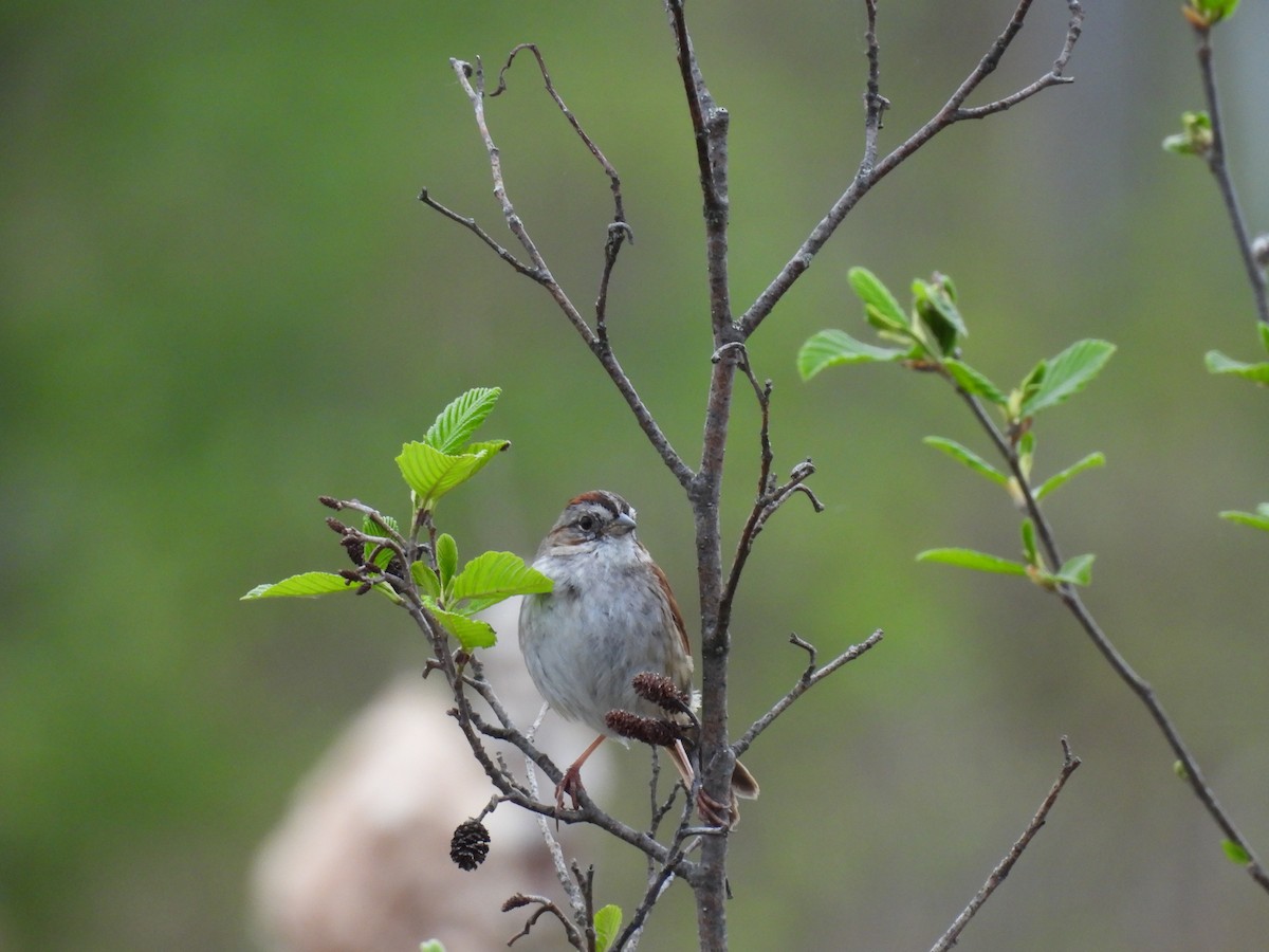 Swamp Sparrow - Denise Moreault