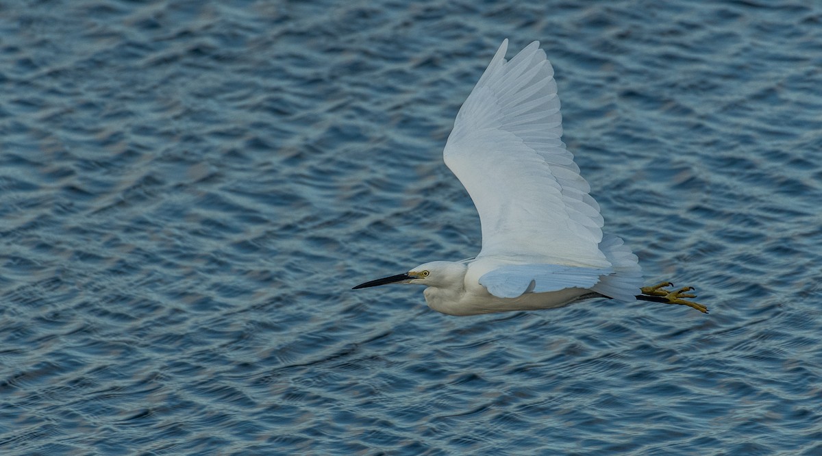 Little Egret - Theo de Clermont