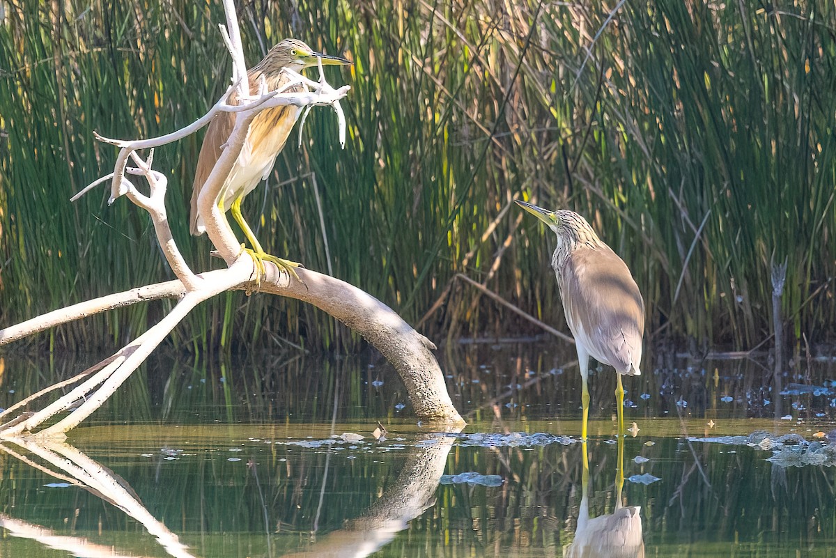 Indian Pond-Heron - Jaap Velden