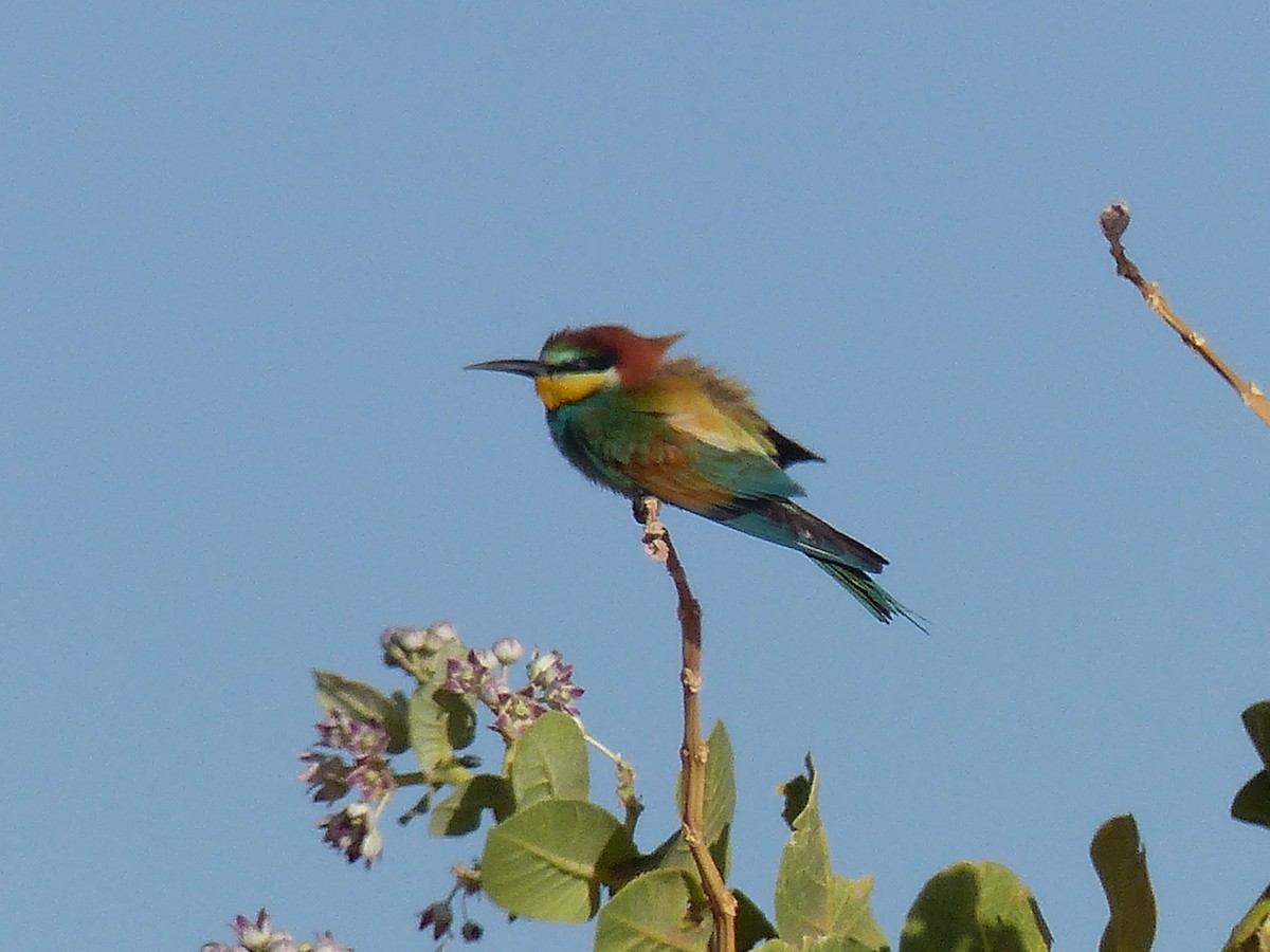 European Bee-eater - ML619405239