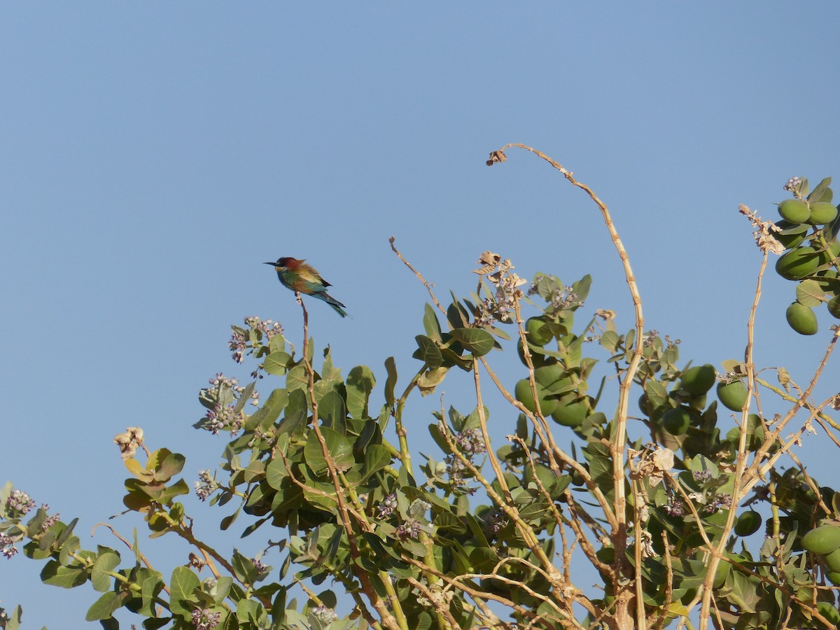 European Bee-eater - ML619405240