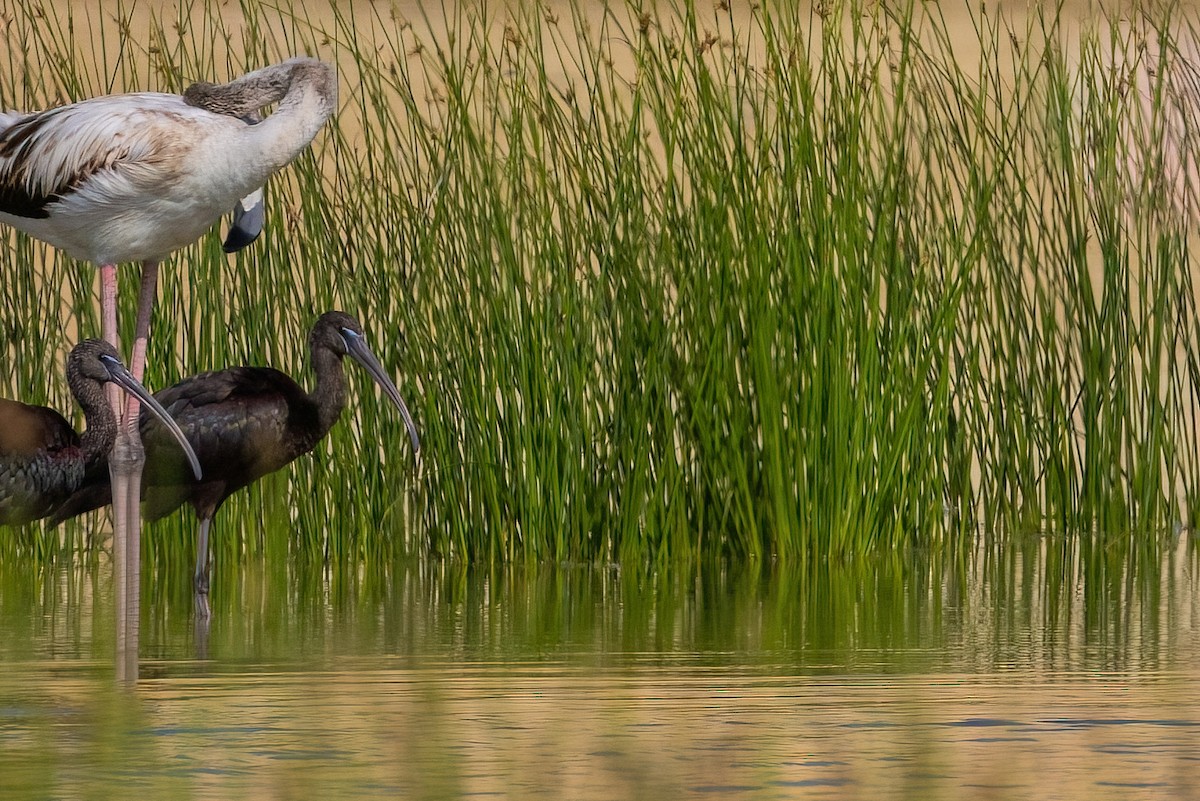 Glossy Ibis - Jaap Velden