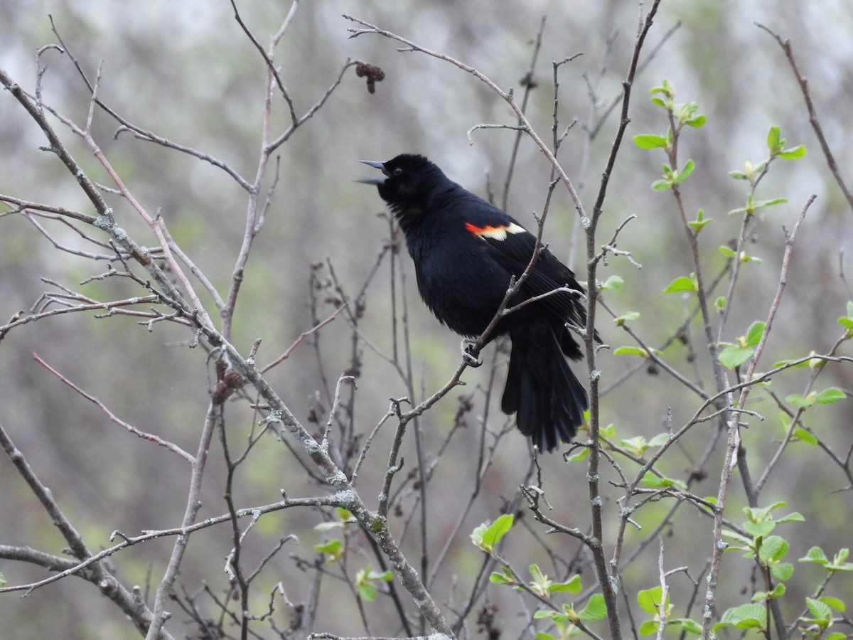 Red-winged Blackbird - Denise Moreault