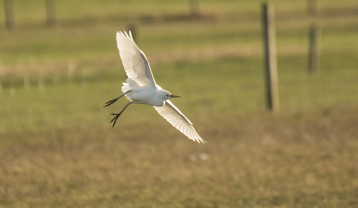 Western Cattle Egret - Theo de Clermont