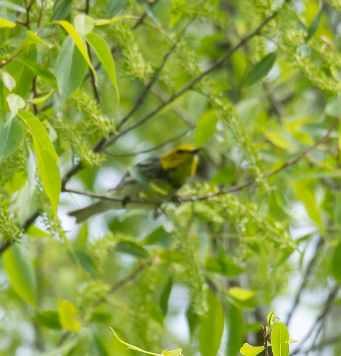 Black-throated Green Warbler - ML619405252