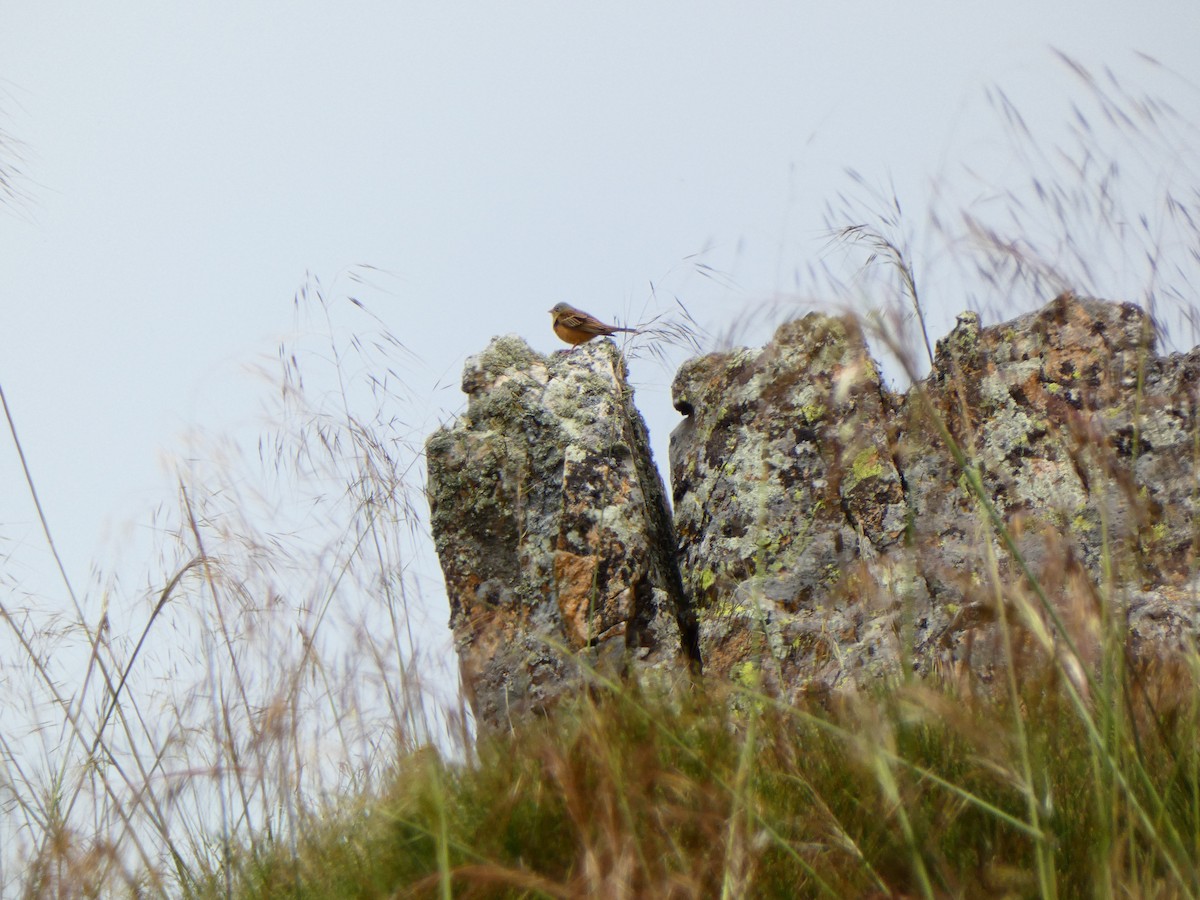 Ortolan Bunting - Raúl Marín Torralba