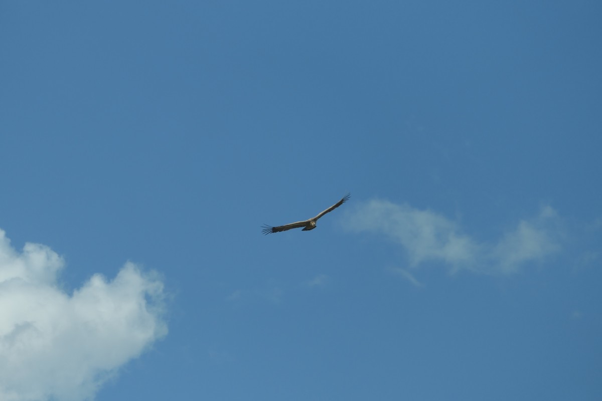 Eurasian Griffon - Krzysztof Dudzik-Górnicki