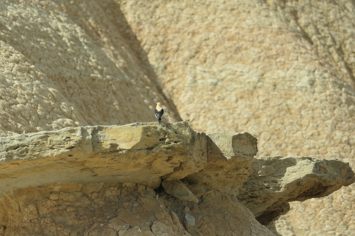 Northern Wheatear - ML619405279