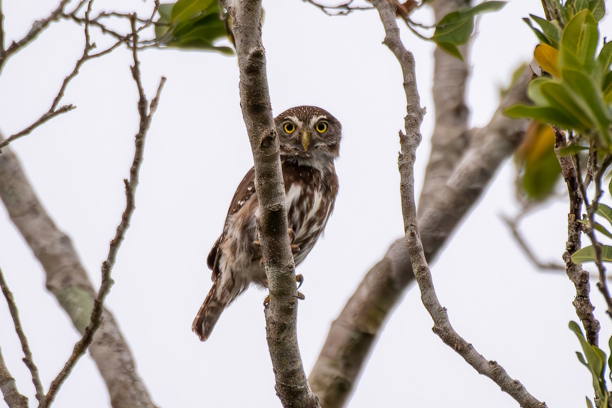 Ferruginous Pygmy-Owl - Bill Garcia