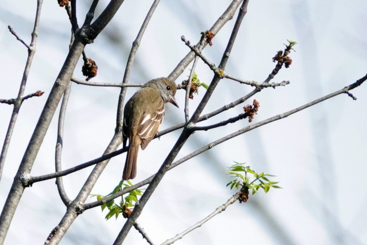 Great Crested Flycatcher - Louise Courtemanche 🦅