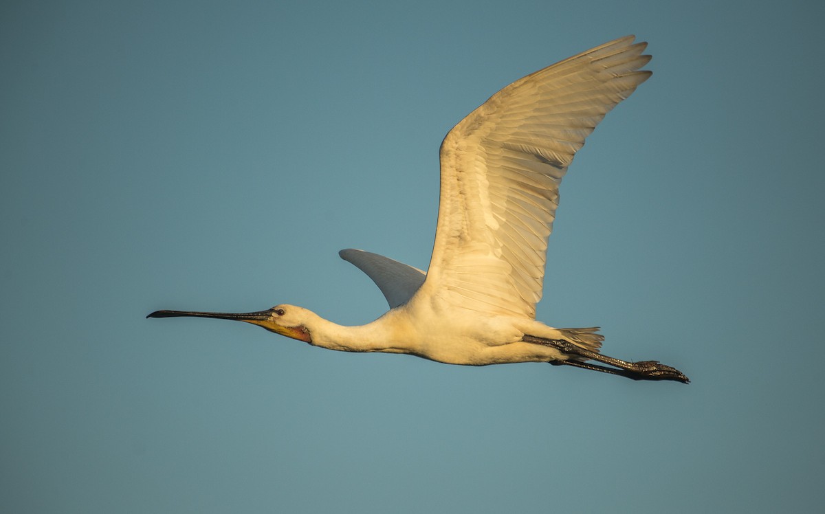 Eurasian Spoonbill - Theo de Clermont