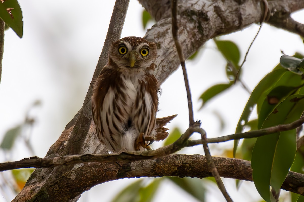 Ferruginous Pygmy-Owl - Bill Garcia