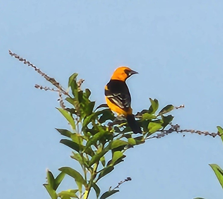 Altamira Oriole - Nancy Cox