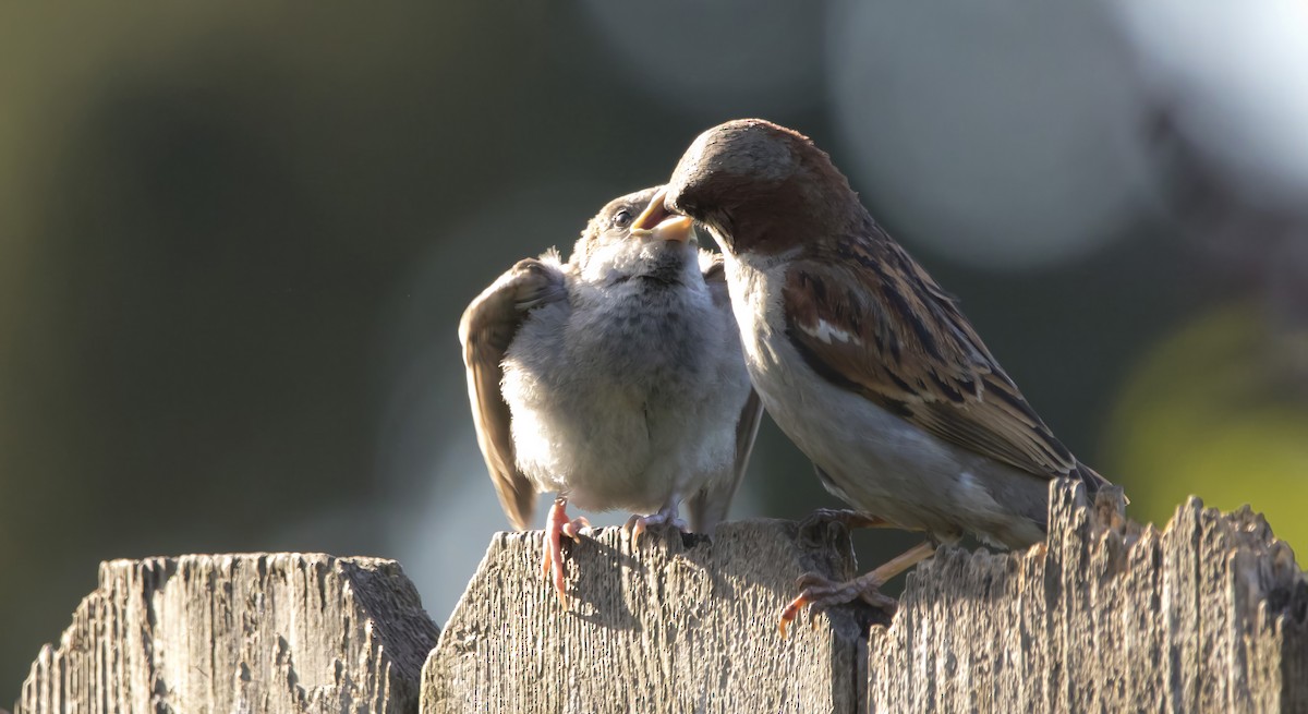 House Sparrow - Brent Angelo