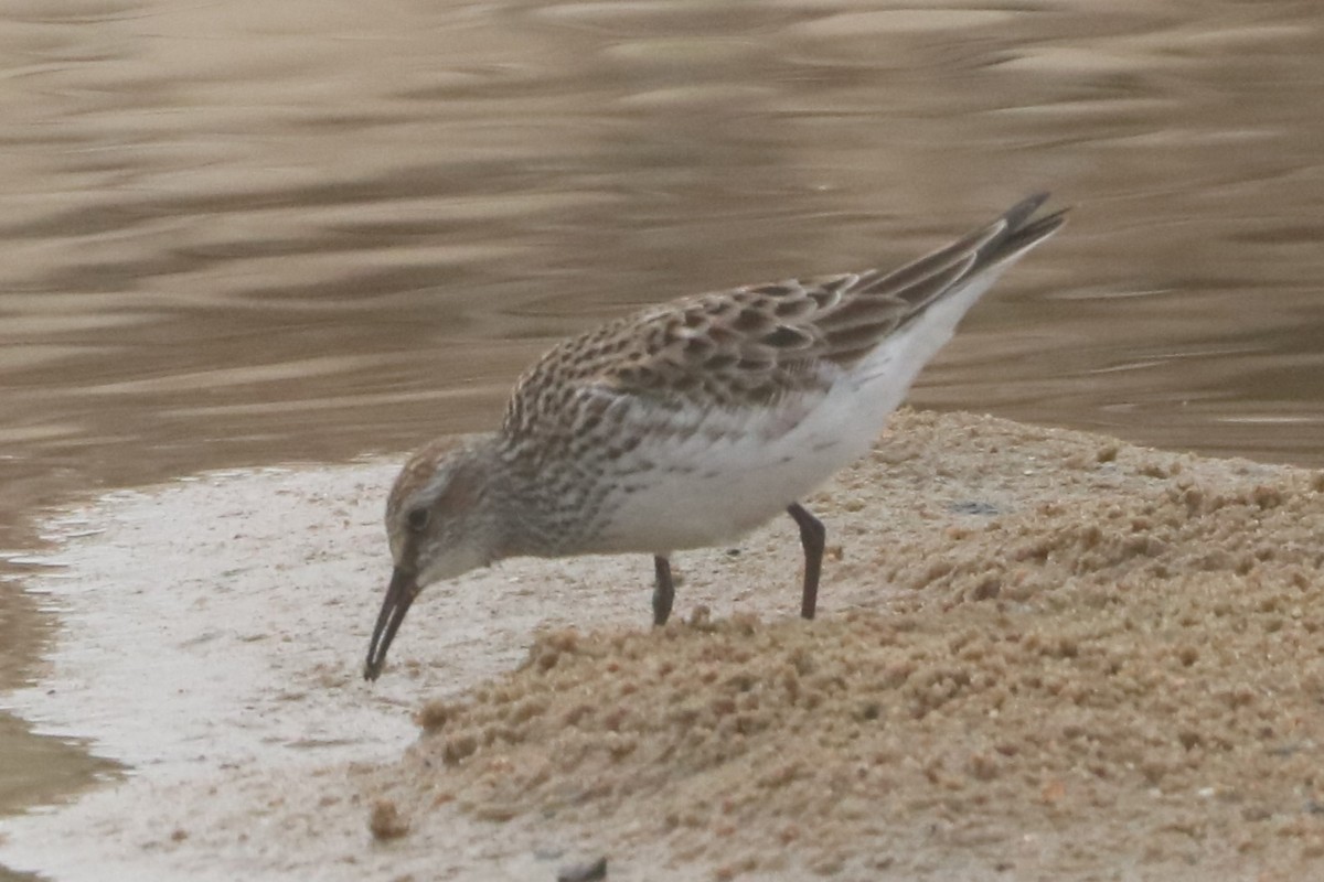 White-rumped Sandpiper - Steve Myers