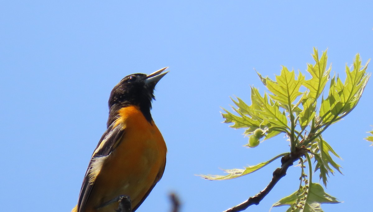 Baltimore Oriole - Richard Spedding