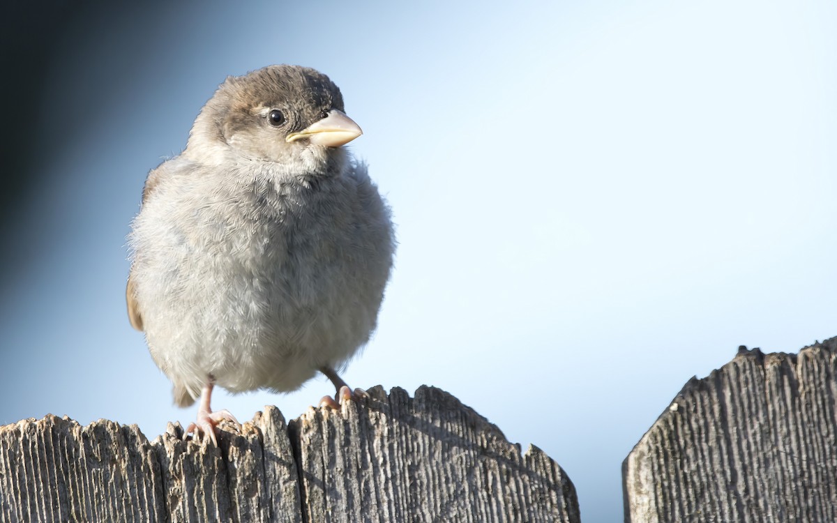 House Sparrow - Brent Angelo