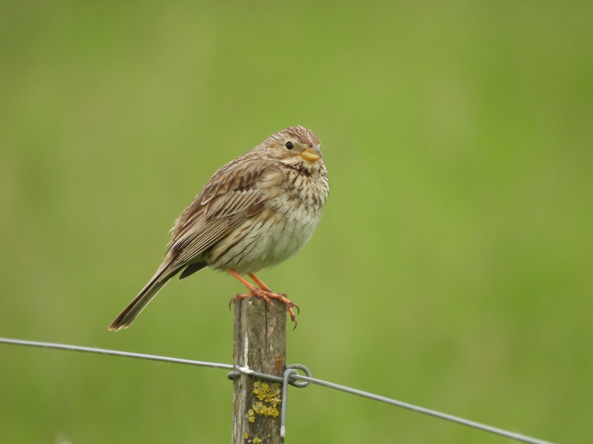 Corn Bunting - ML619405299