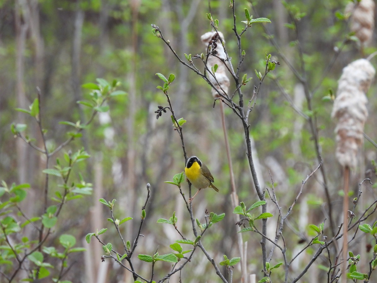 Common Yellowthroat - Denise Moreault