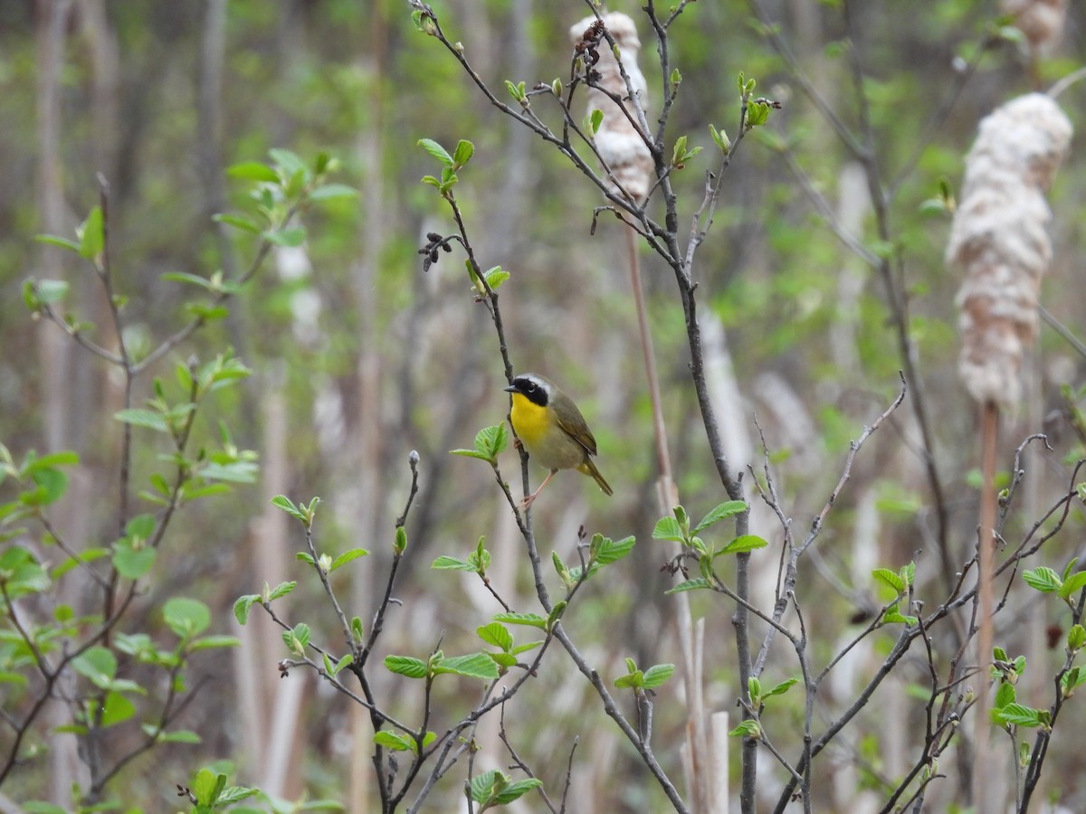 Common Yellowthroat - Denise Moreault