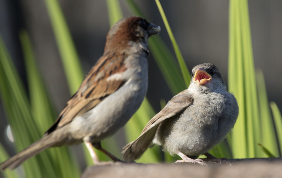 House Sparrow - Brent Angelo