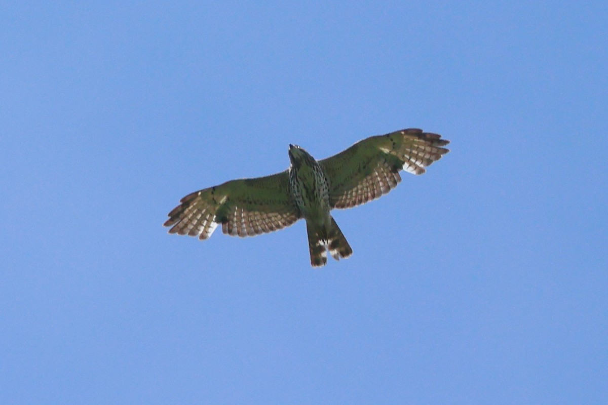 Broad-winged Hawk - Keith Pflieger