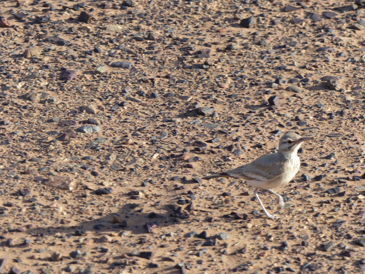 Greater Hoopoe-Lark - Jorge López Álvarez