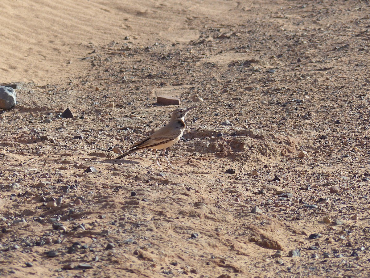 Greater Hoopoe-Lark - ML619405320