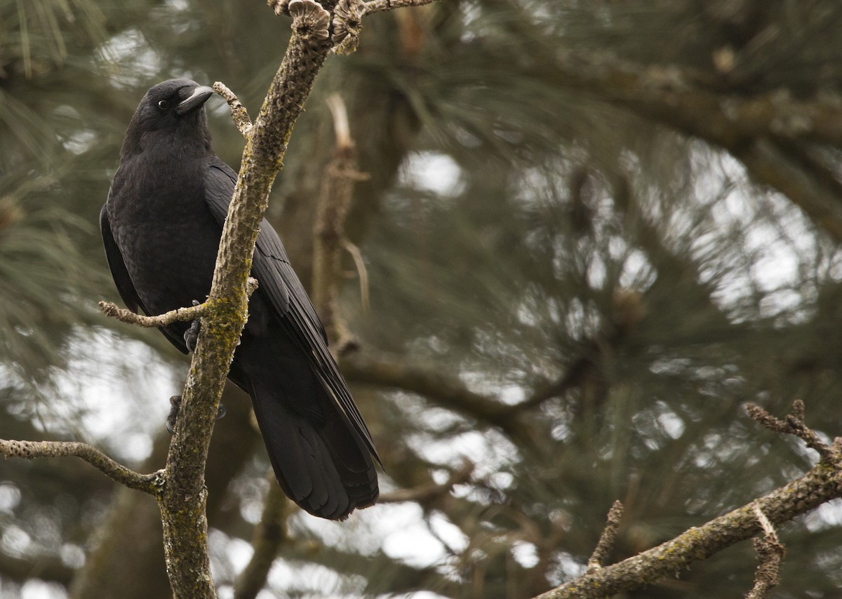 American Crow - Brent Angelo