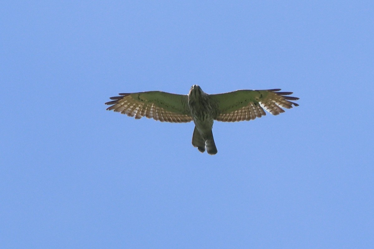 Broad-winged Hawk - Keith Pflieger