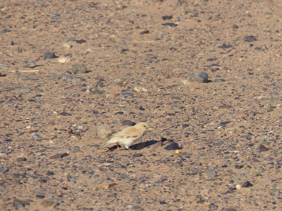 Desert Sparrow - Jorge López Álvarez