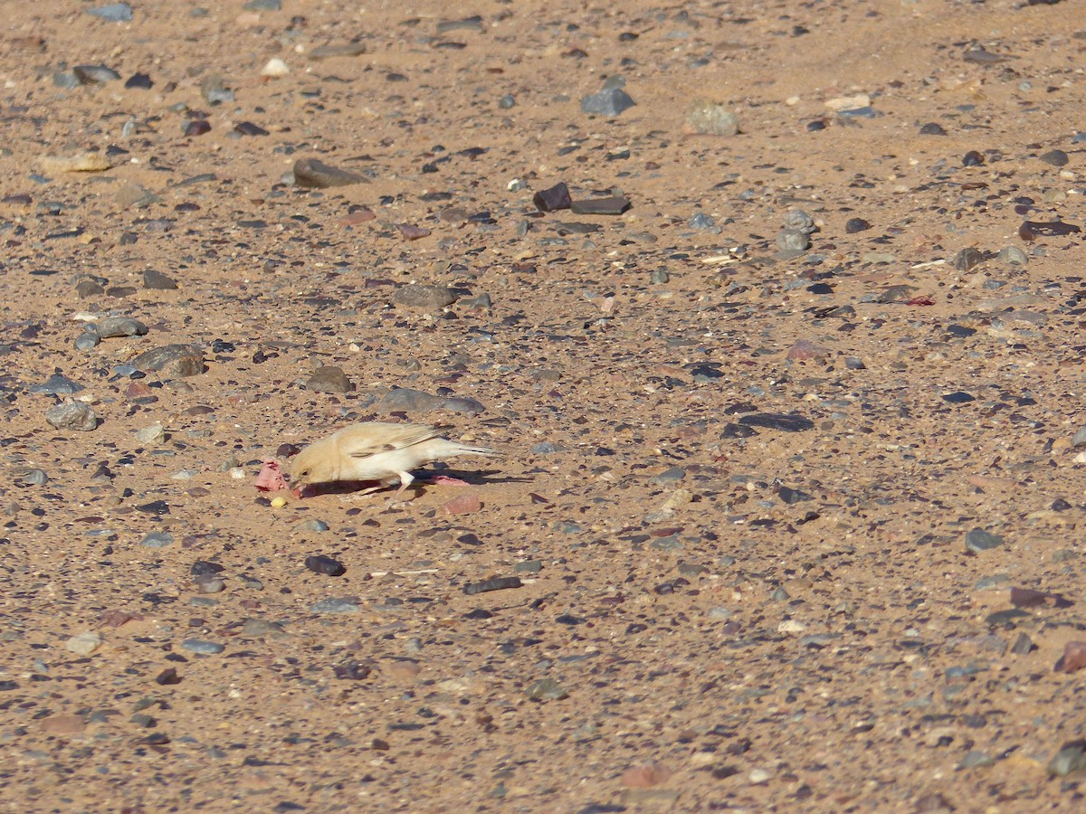 Desert Sparrow - ML619405356