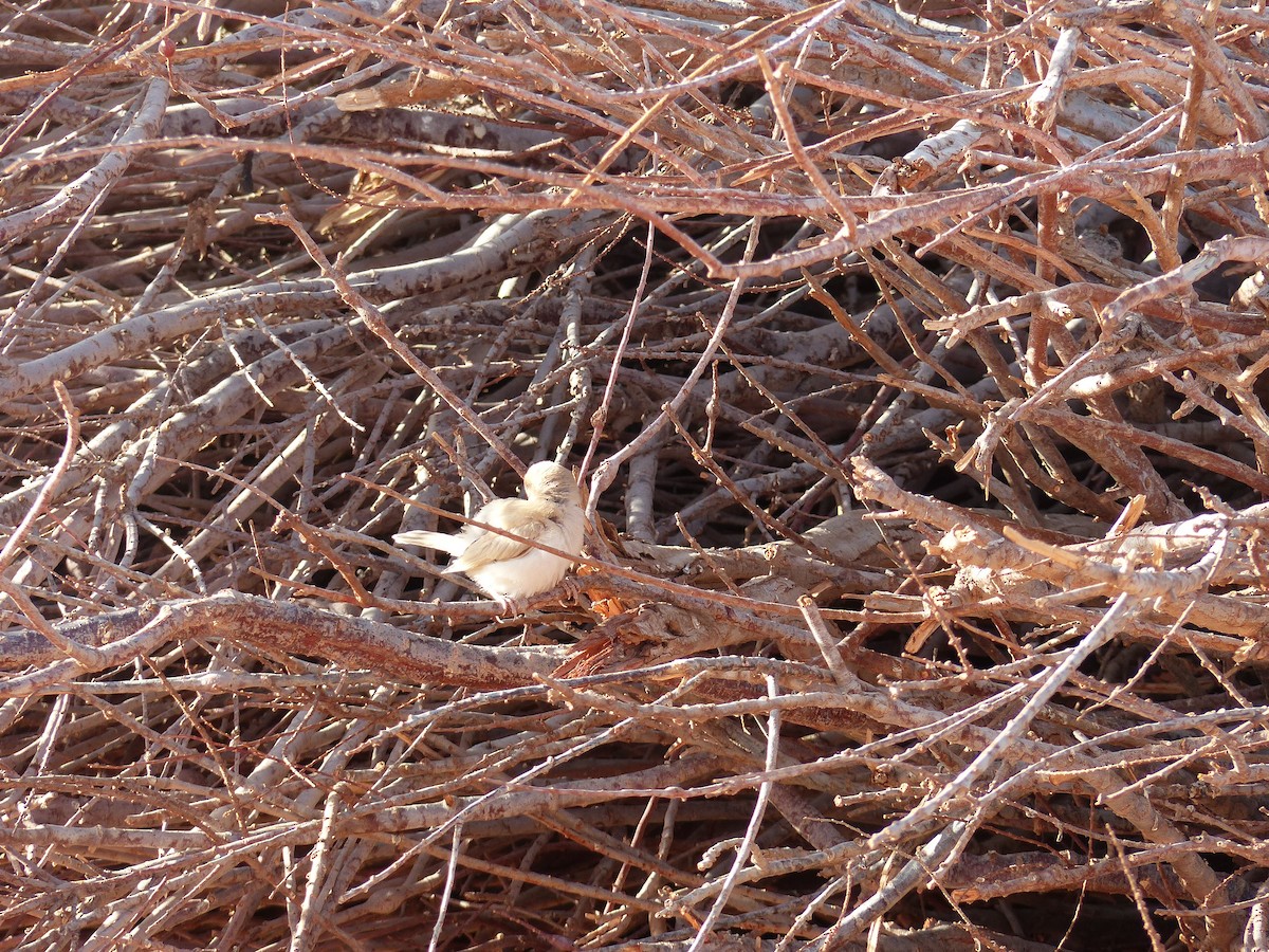 Desert Sparrow - ML619405361