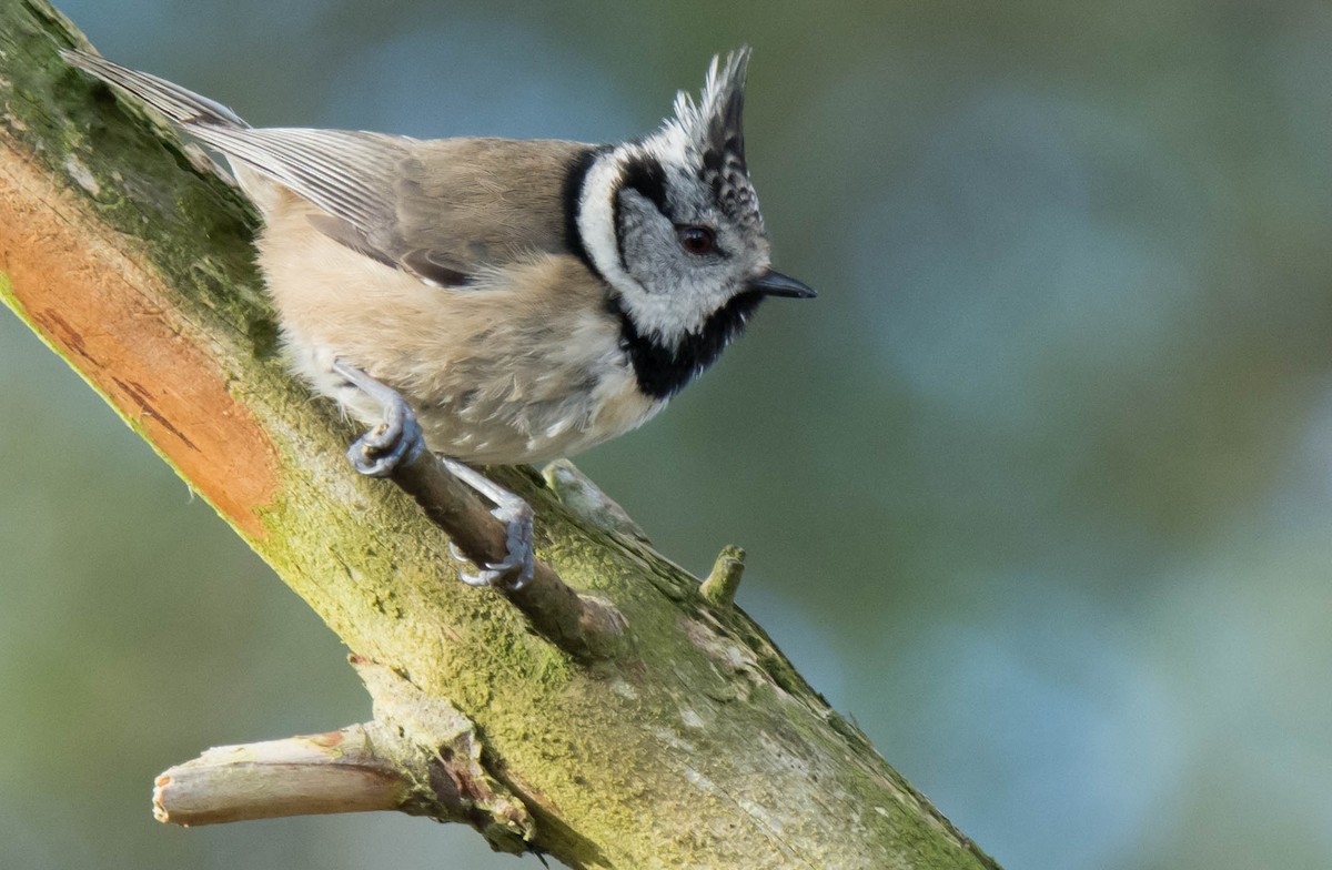 Mésange huppée - ML619405367