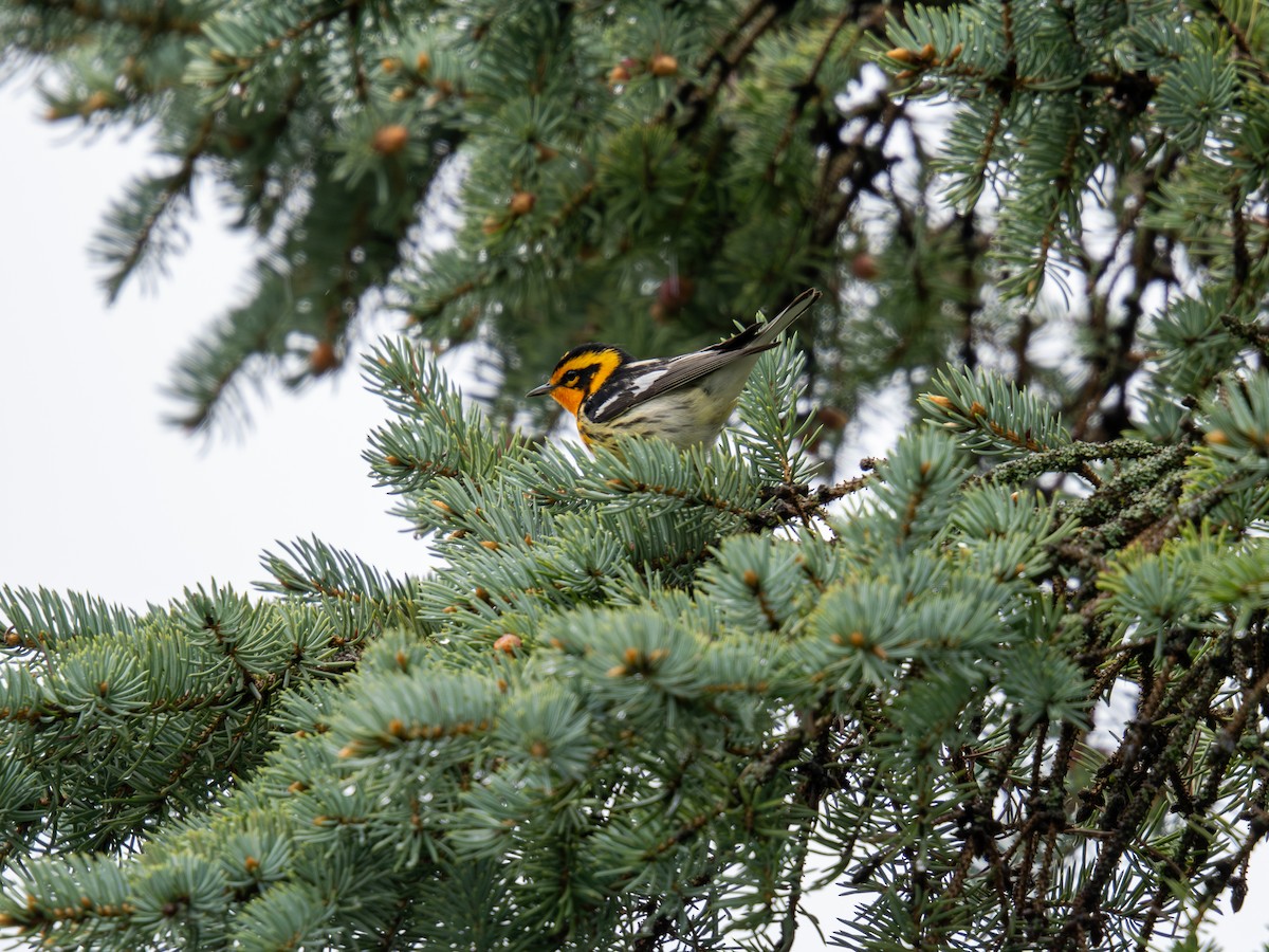 Blackburnian Warbler - David Howe & Rosanne Dawson