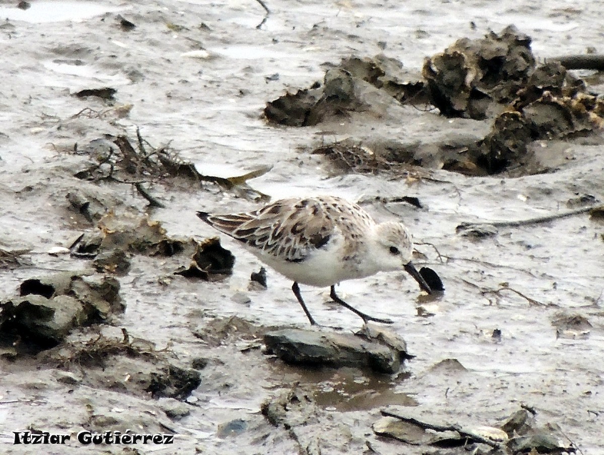 Sanderling - ML619405384