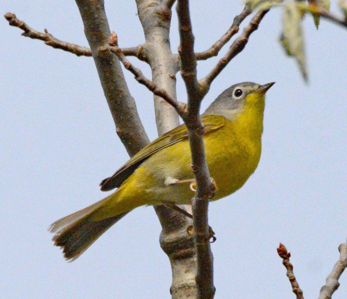 Nashville Warbler - Michael J Good