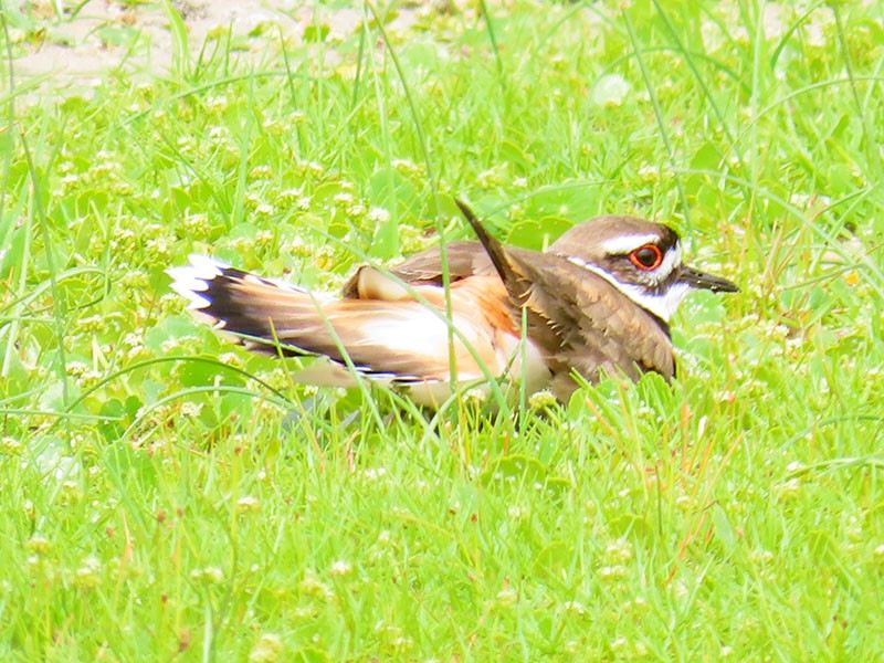 Killdeer - Karen Lebing