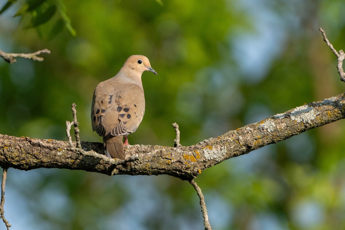 Mourning Dove - Andrew Lin