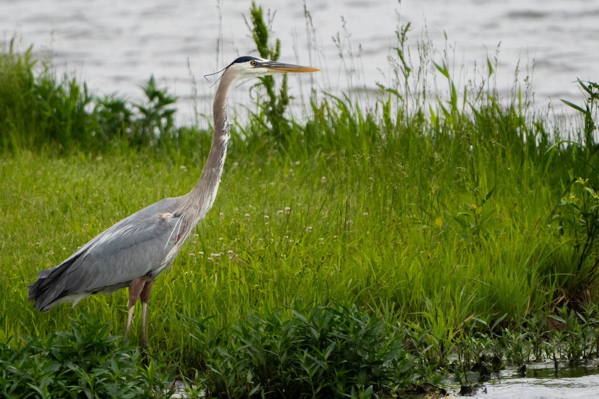 Great Blue Heron - Andrew Lin