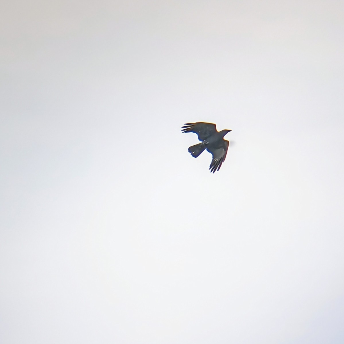 Corvus sp. (crow sp.) - ML619405418