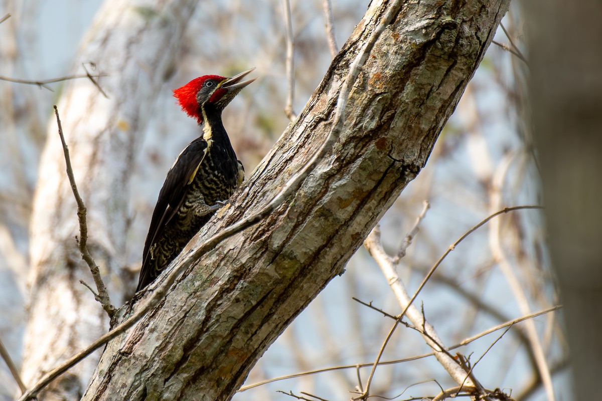 Lineated Woodpecker - Bill Garcia