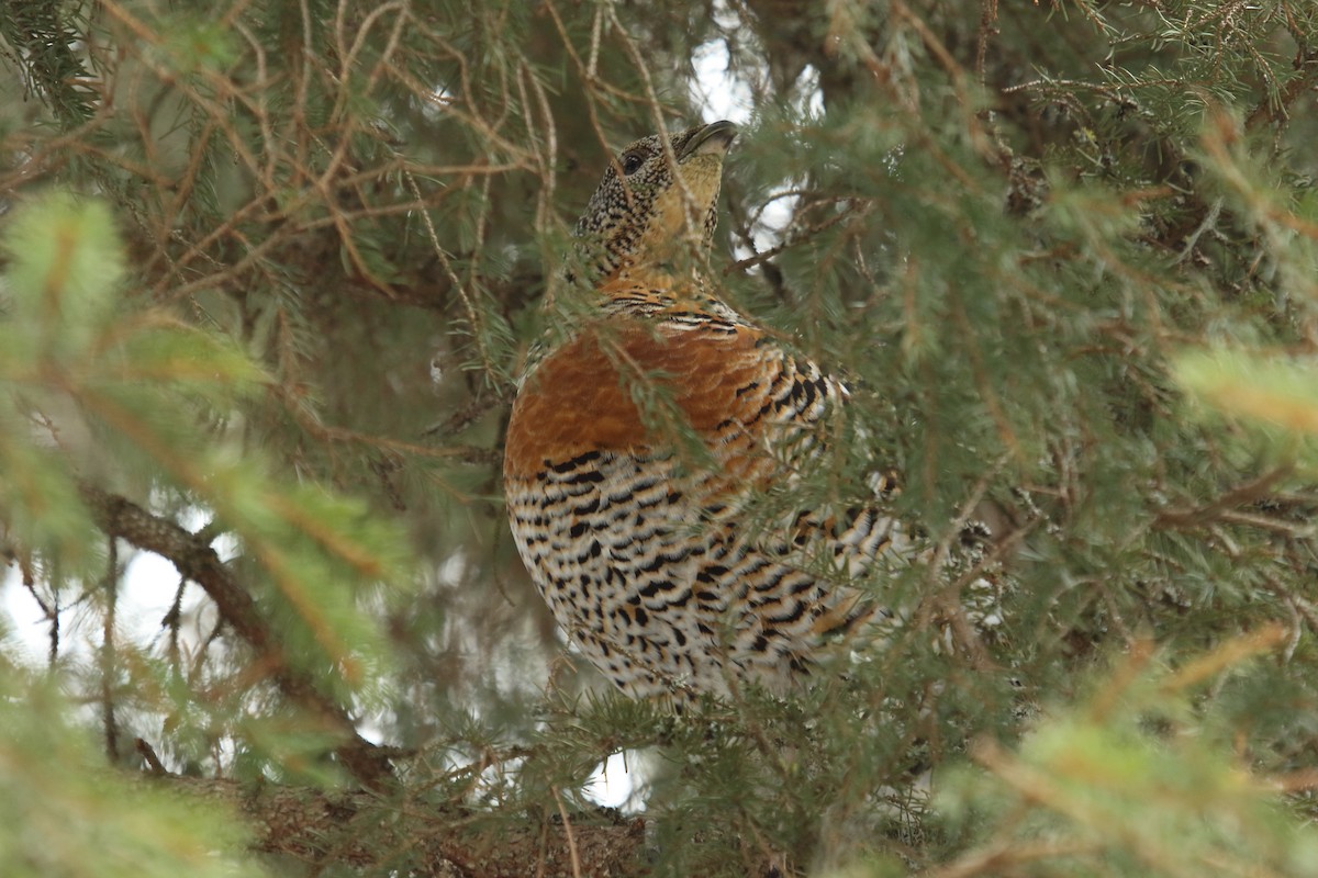 Western Capercaillie - Juan Carlos Albero